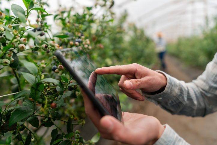 Close-up on a farmer using a digital tablet at a blueberry plantation - smart farming concepts.